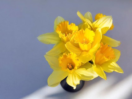 Yellow daffodils