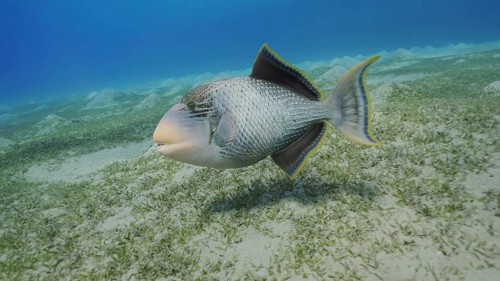 Close up of Yellowmargin Triggerfish