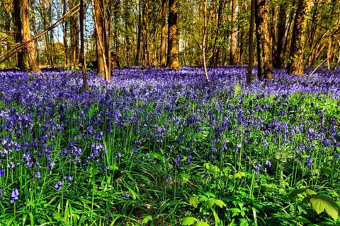 Common bluebell