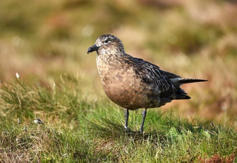 Great skua