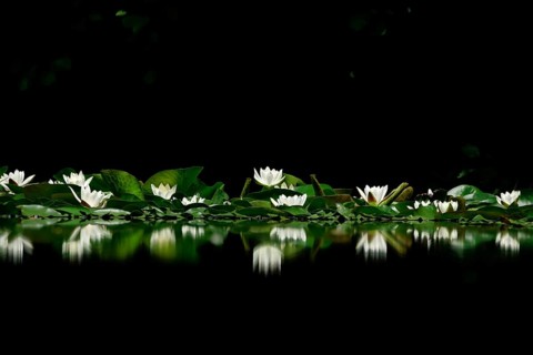 Picturesque white water lilies