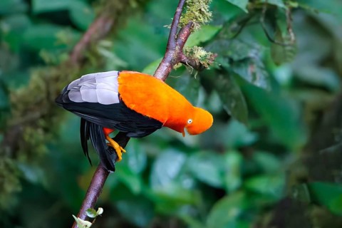 Male Andean cock-of-the-rock
