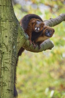 Red-bellied lemur