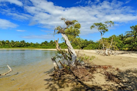 Mangrove and rainforest vegetation on the sands of Praia do Sargi in Serra Grande on the south coast of Bahia