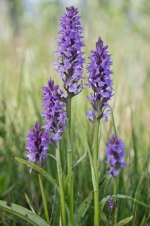 Southern marsh orchid