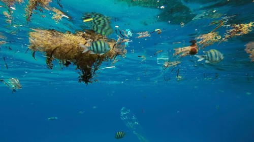 Plastic debris drifts along with scraps of algae on surface of water above the coral reef