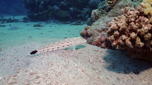 Sandperch on sandy bottom. Speckled Sandperch or Blacktail grubfish