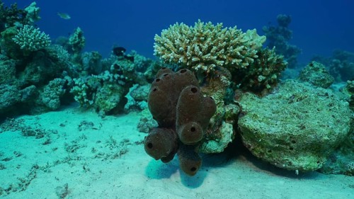 Close-up of Great sea sponge on coral reef at seabed on sunny day