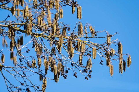 Black alder