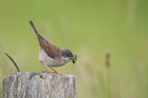 Common whitethroat