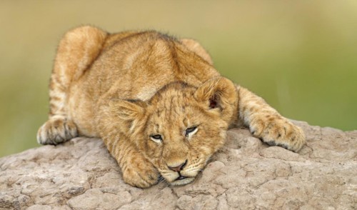 Young lion