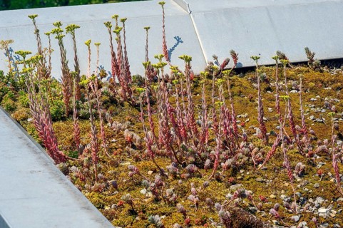 Flat roof with reflexed stonecrop