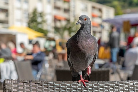 Dove