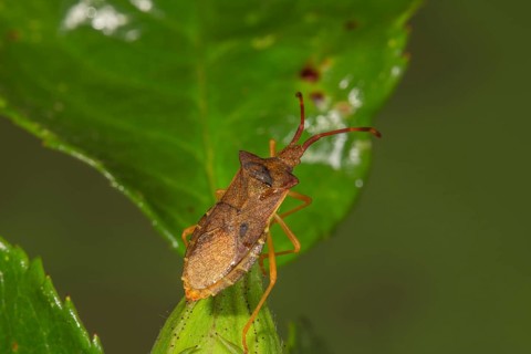 Brown edge bug