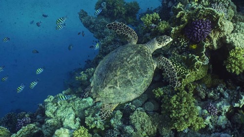 Top view of Hawksbill Sea Turtle