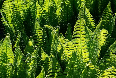 Male-fern