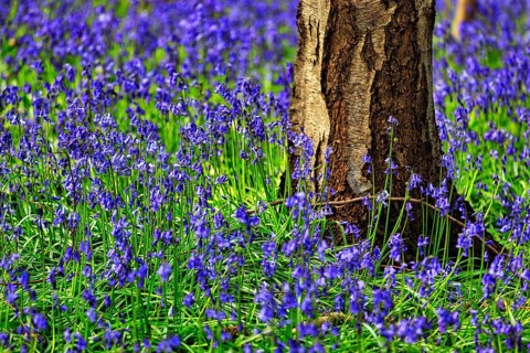 Common bluebell