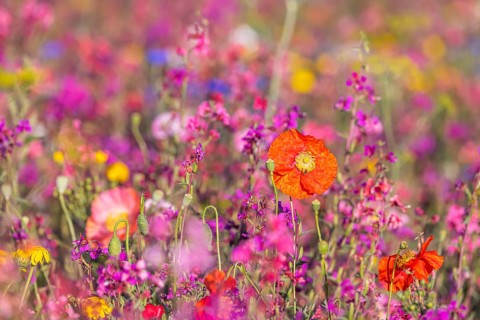 Flowering marginal strips next to agricultural monocultures