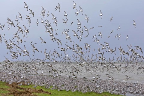 Red knots