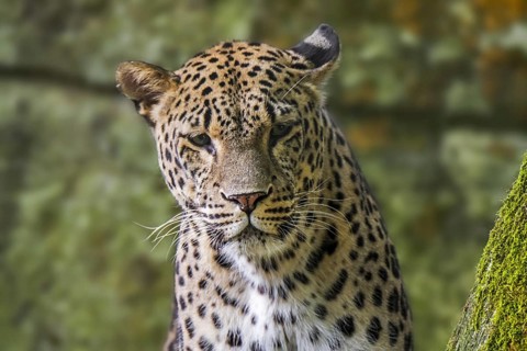 Close up portrait of Persian leopard