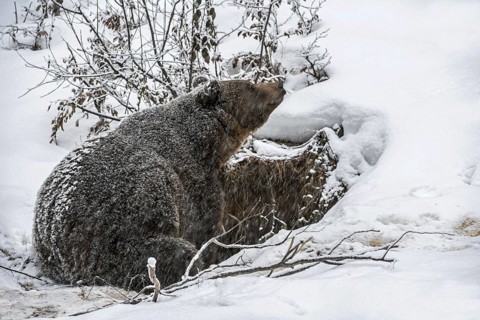 Brown bear