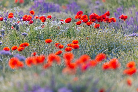 Poppy