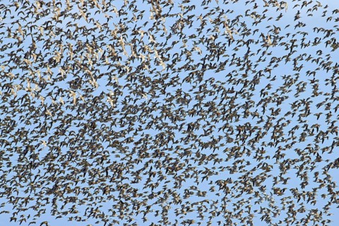 Red knot large flock of red knots