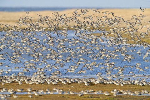 Red knot