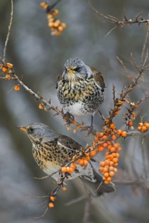 Fieldfares