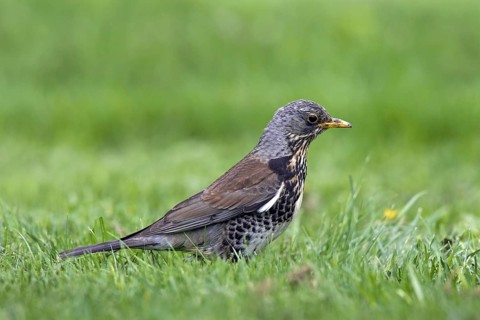 Fieldfare