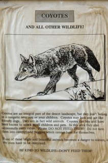 Coyote