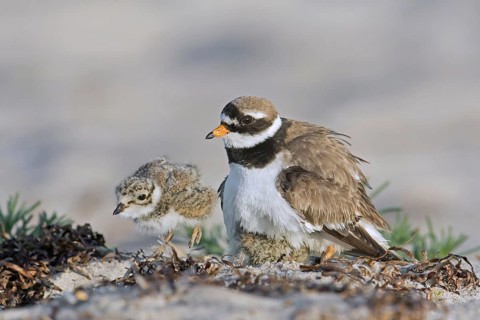 Common ringed plover