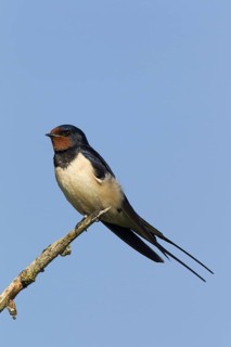 Barn swallow