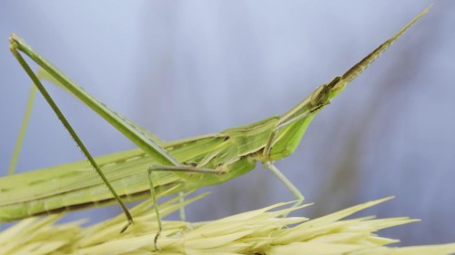 Giant green slant-face grasshopper Acrida washes cleaning its antennae while sitting on spikelet on grass and blue sky background