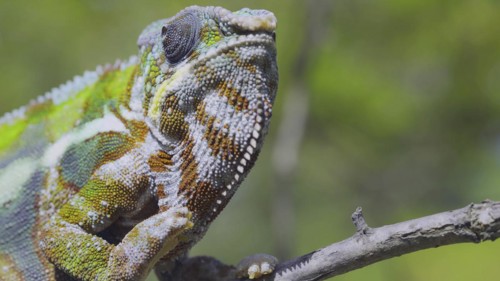 Close-up portrait of curious chameleon looks at up on sunny day. Panther chameleon