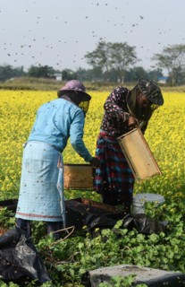 Bee keepers working in a bee farm near a mustards field in a village in Barpeta district of Assam in India on Wednesday 22 December 2021. The bee keeping business is one of the most profitable busines...