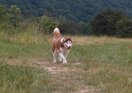Siberian Husky