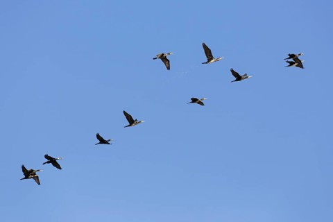 Flock of great cormorants