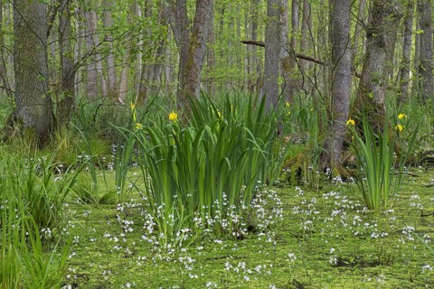 Alder carr showing black alder trees and aquatic plants like yellow flag