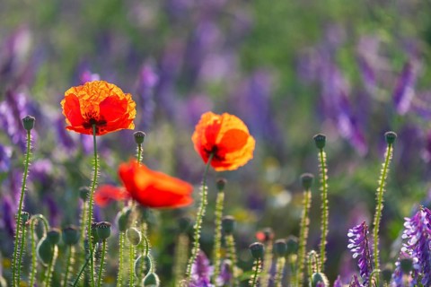 Poppy