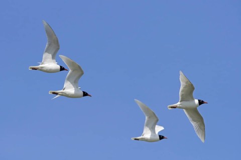 Four adult Mediterranean gulls