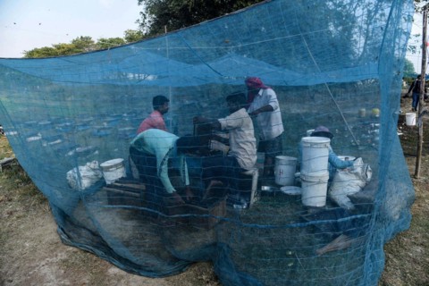 Bee keepers working in a bee farm near a mustards field in a village in Barpeta district of Assam in India on Wednesday 22 December 2021. The bee keeping business is one of the most profitable busines...