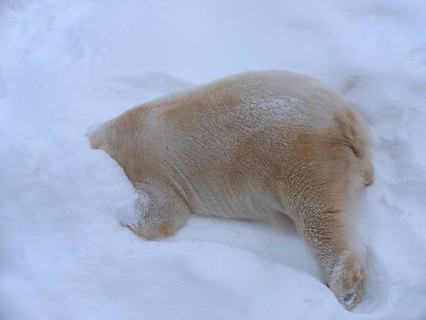 Polar bear