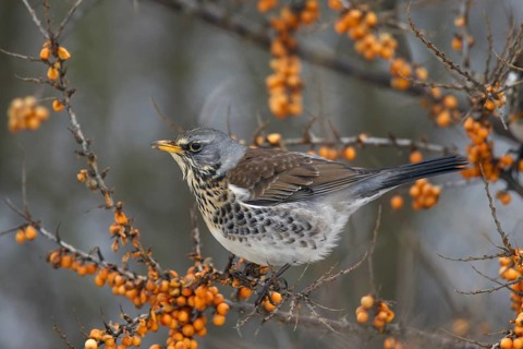 Fieldfare