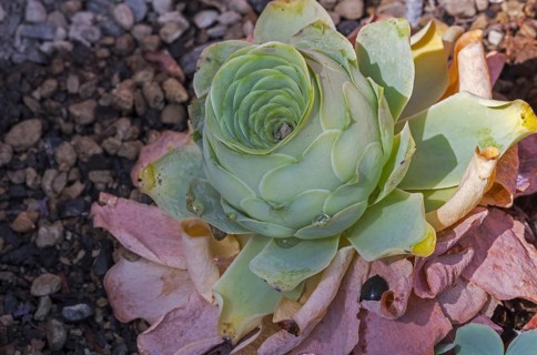 Greenovia diplocycla