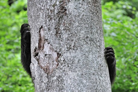 Close-up of claws from European Brown bear