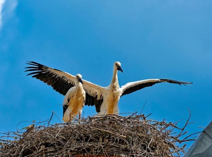 White storks