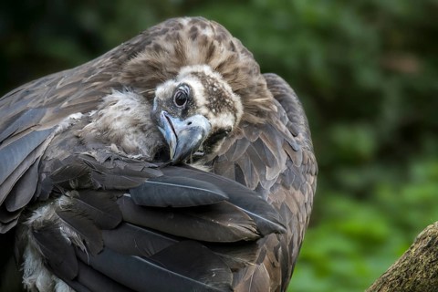 Close up of cinereous vulture
