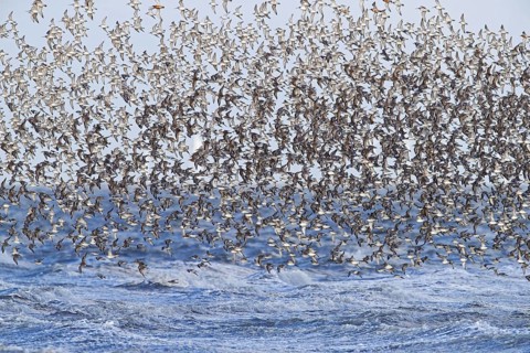 Red knot large flock of red knots