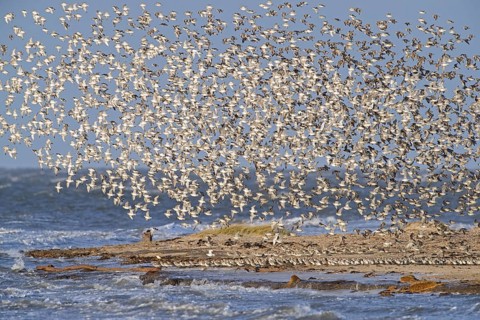Red knot